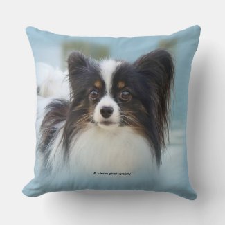 Cute Papillon Toy Spaniel Dog at the Dock