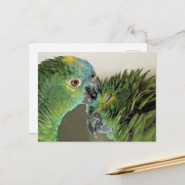 Cute parrots - amazon parrot postcard (Front/Back In Situ)