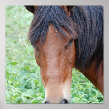 Cute Paso Fino Horse Poster by HorseStall at Zazzle
