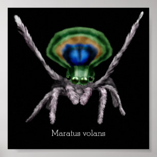 Cute Peacock Spider Digital Art Poster