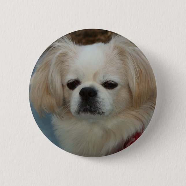 cute Pekingese Button (Front)