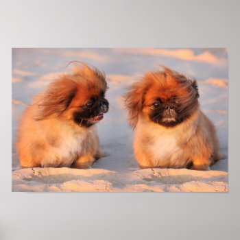 Cute Pekingese Dogs Poster by TheArtOfPamela at Zazzle