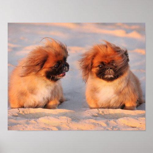 Cute Pekingese Dogs Poster