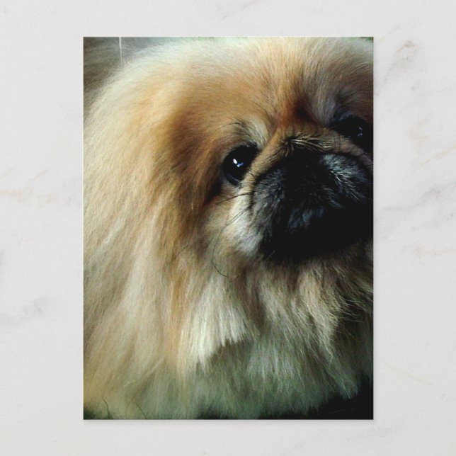Cute Pekingese Postcard (Front)