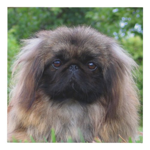 Cute Pekingese Puppy Dog Faux Canvas Print