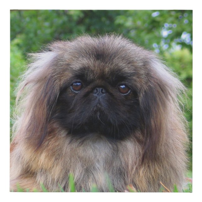 Cute Pekingese Puppy Dog Faux Canvas Print (Front)