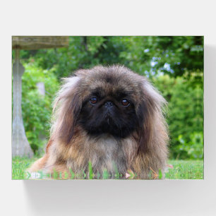 Cute Pekingese Puppy Dog Paperweight