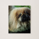 Cute Pekingese  Puzzle
