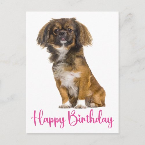Cute Pekingest Birthday Puppy Dog Bday  Postcard
