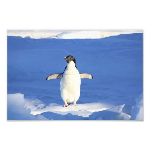 Cute Penguin Photo Print