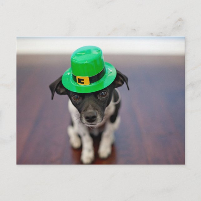 Cute Personalized St patrick's Day Chihuahua Dog Holiday Postcard (Front)