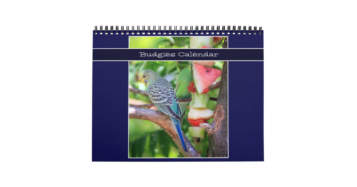 Cute Pet Budgie Parrot Photography 2024 Birds Calendar Zazzle