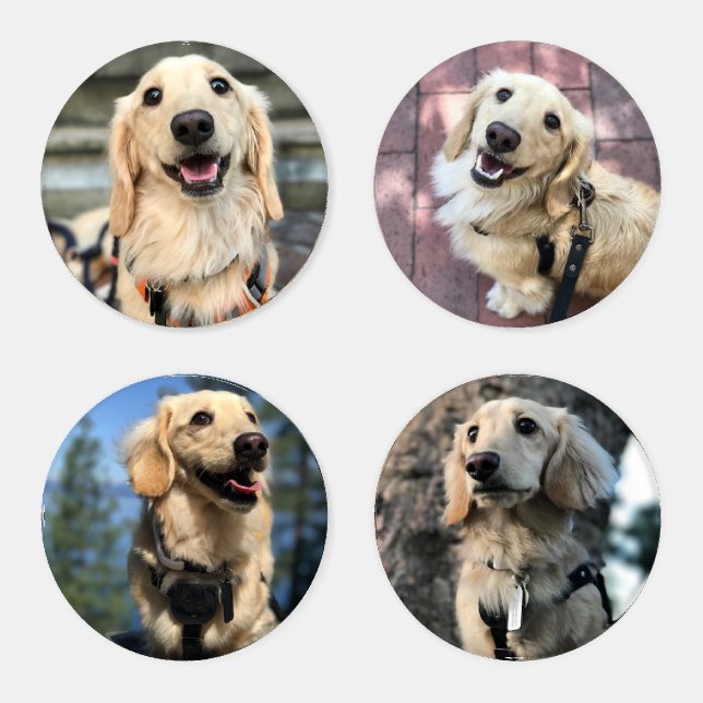 Cute Pet Dog Photo Coaster Set (Set)