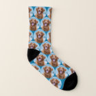 Cute Pet Dog Teal Blue Photo