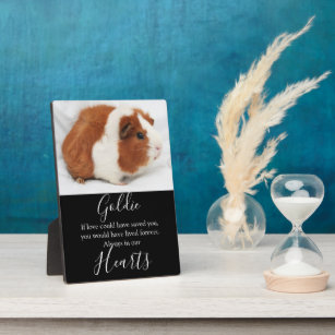 guinea pig remembrance