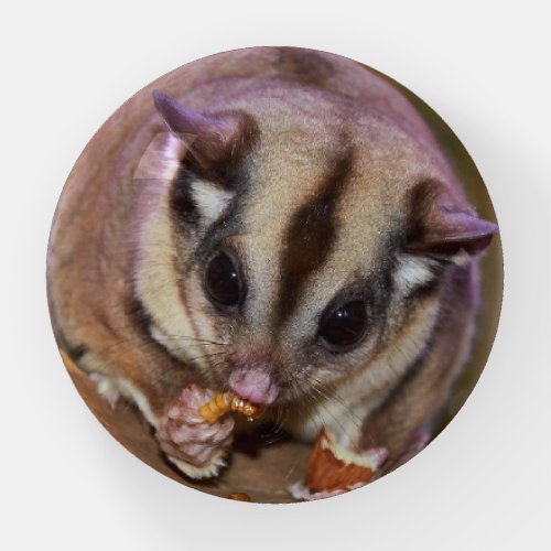 Cute Pet Sugar Glider Eating Paperweight