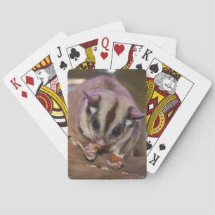 Cute Pet Sugar Glider Eating Poker Cards