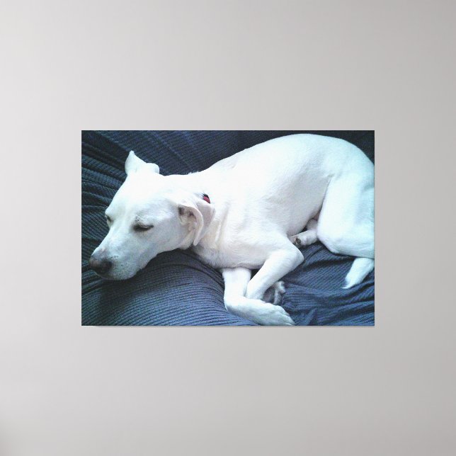 Cute Photo of Beautiful Sleeping White Dog Canvas Print (Front)