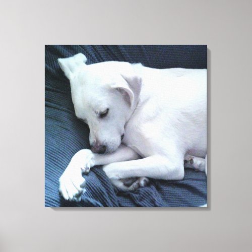 Cute Photo of Beautiful White Dog Resting on Couch Canvas Print