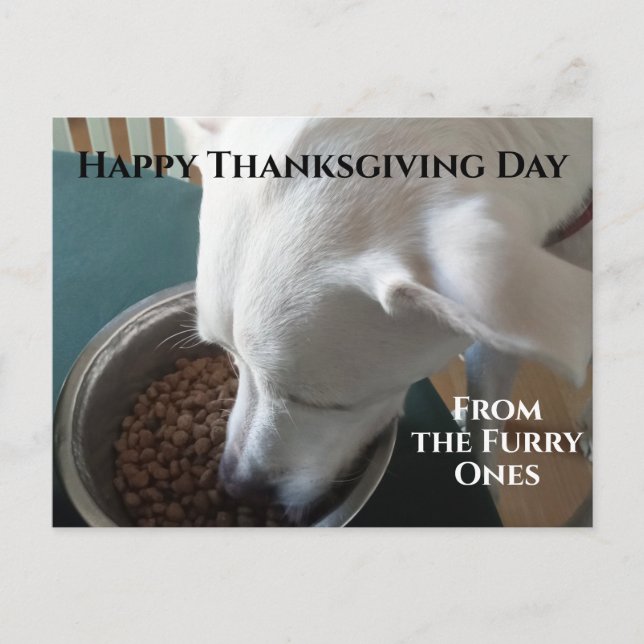 Cute Photo of Hungry Dog Who Can't Wait to Eat Postcard (Front)