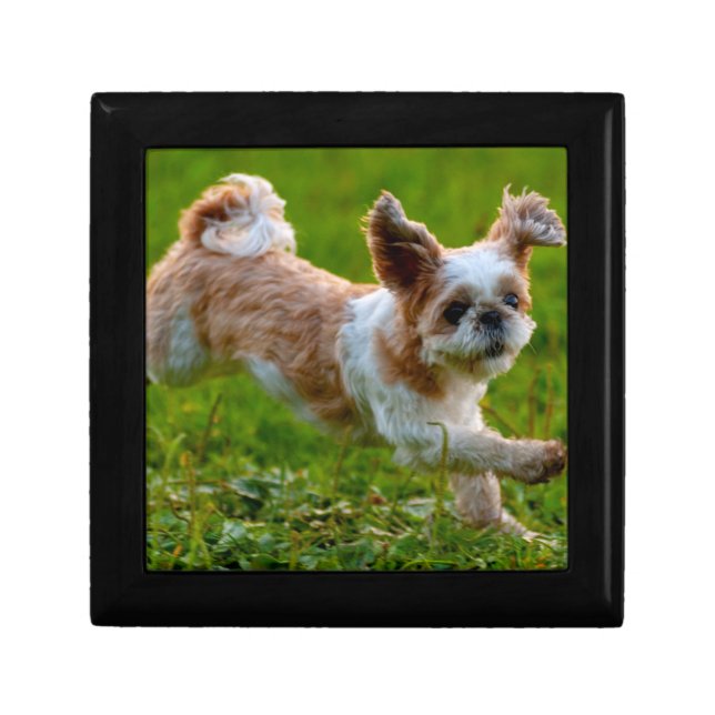 Cute Photo Running Shih Tzu Dog Gift Box (Front)