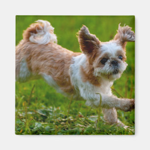 Cute Photo Running Shih Tzu Dog Magnet