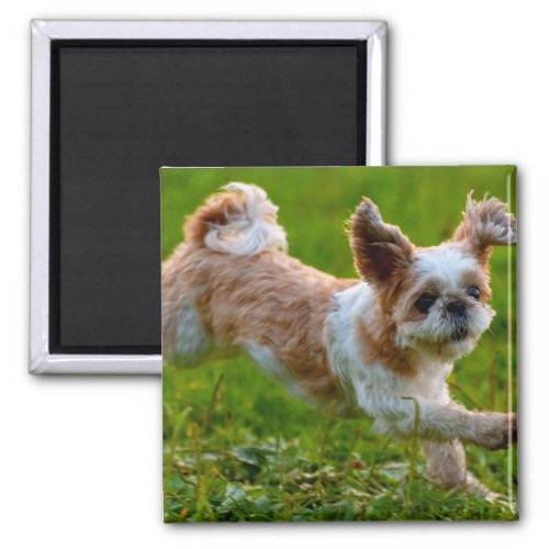 Cute Photo Running Shih Tzu Dog Magnet