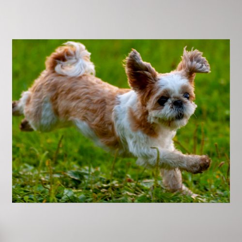 Cute Photo Running Shih Tzu Dog Poster