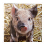 Cute Pic of a baby Pig Ceramic Tile<br><div class="desc">Popular pink piggy image staright from the farm on Holiday gifts. Affordable gifts for Valentine's Day,  St.Patrick's Day, Easter,  Birthday gifts and more. Best selling trendy zazzle easy to use qpc templates. Add a name or a quote to personalize.Custom gifts are always appreciated.</div>