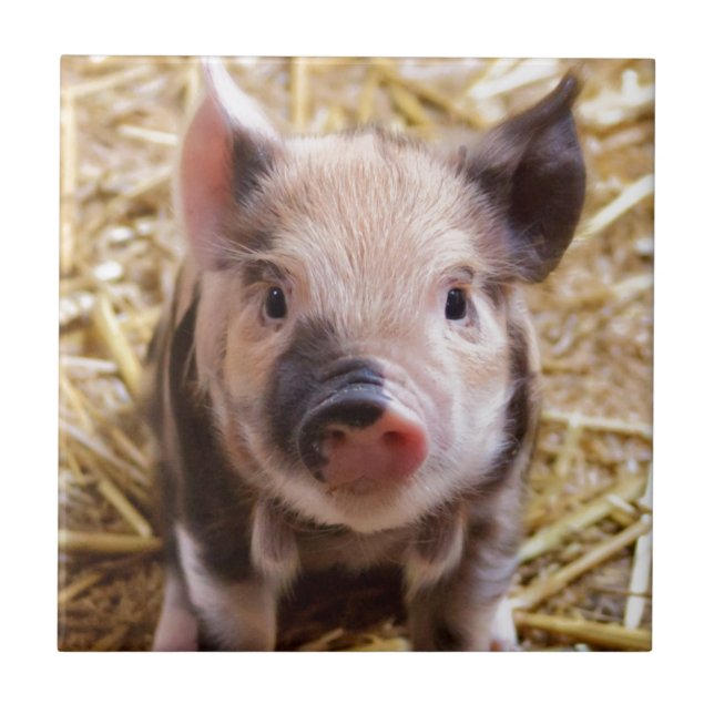 Cute Pic of a baby Pig Ceramic Tile (Front)