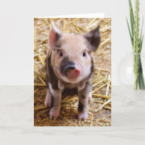 Cute Pic of a baby Pig Holiday Card
