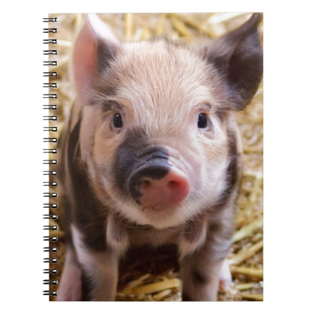 Cute Pic of a baby Pig Notebook (Front)