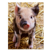 Cute Pic of a baby Pig Postcard