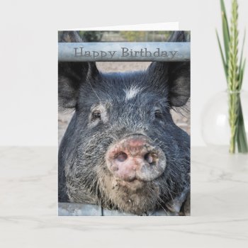 Cute Pig Birthday Card by Jez224 at Zazzle
