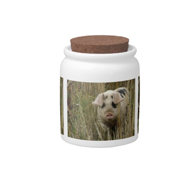 Cute Pig Candy Jar (Front)
