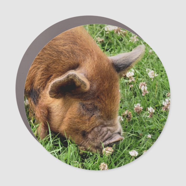 CUTE PIG   CAR MAGNET (Front)