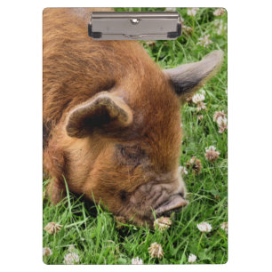 CUTE PIG CLIPBOARD