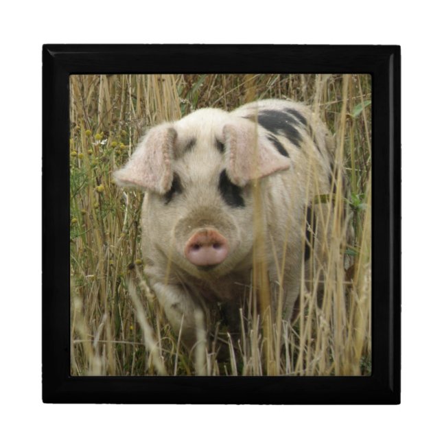Cute Pig Gift Box (Front)