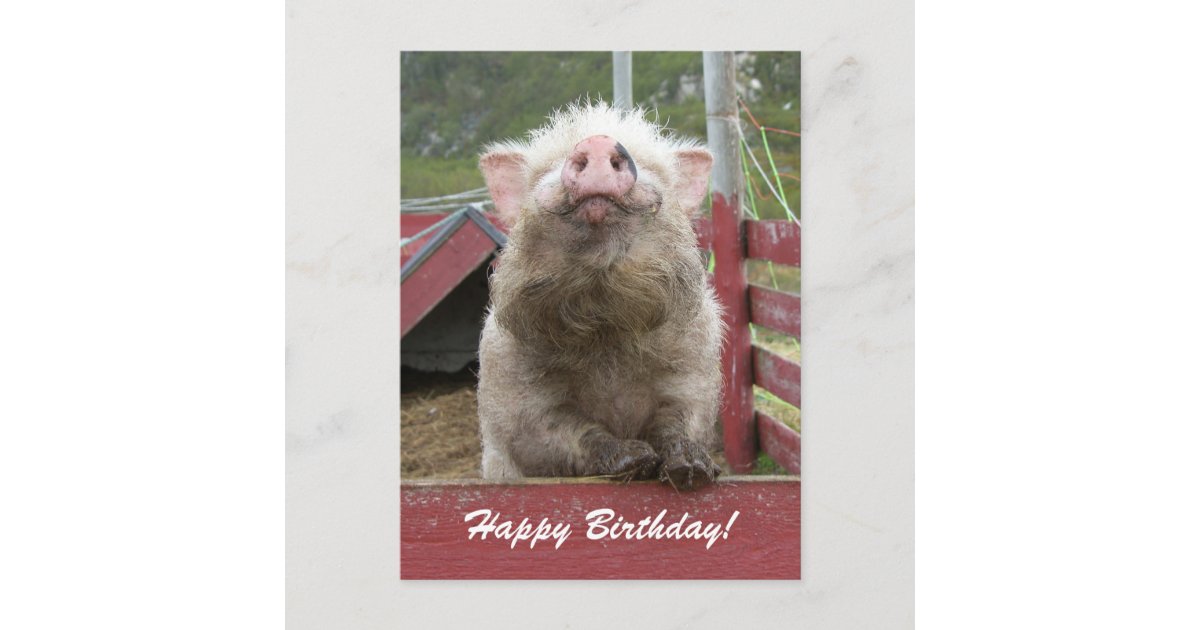 Cute Pig Happy Birthday Greeting 42a Postcard | Zazzle