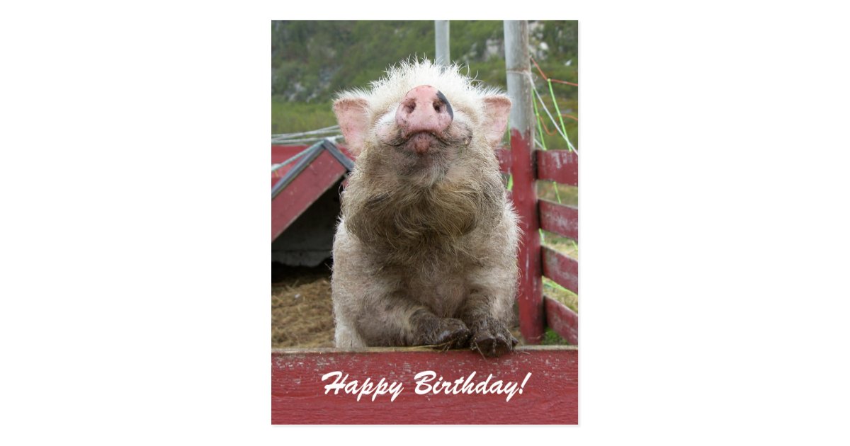 Cute Pig Happy Birthday Greeting 42a Postcard | Zazzle.com
