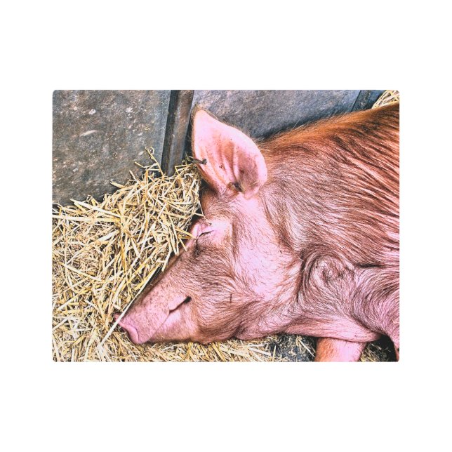 CUTE PIG METAL PRINT (Front)