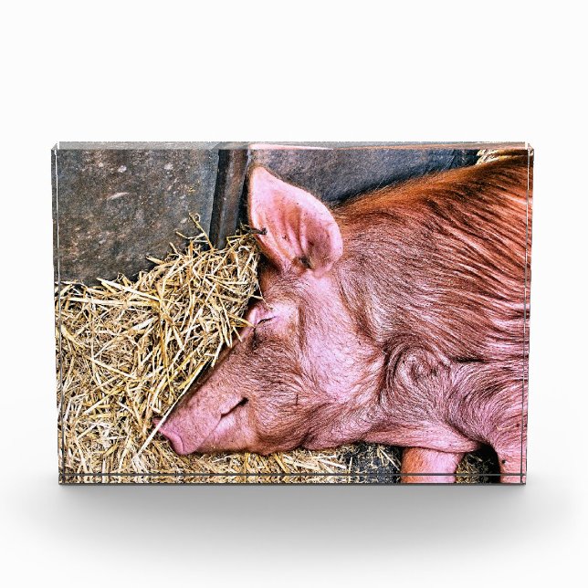 CUTE PIG PHOTO BLOCK (Front)