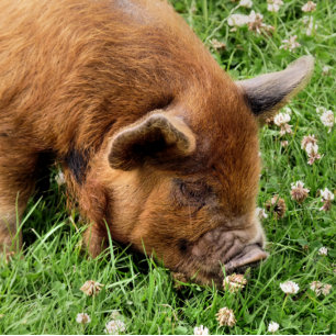 CUTE PIG PHOTO PRINT