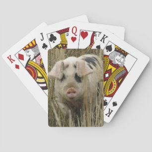 Cute Pig Playing Cards