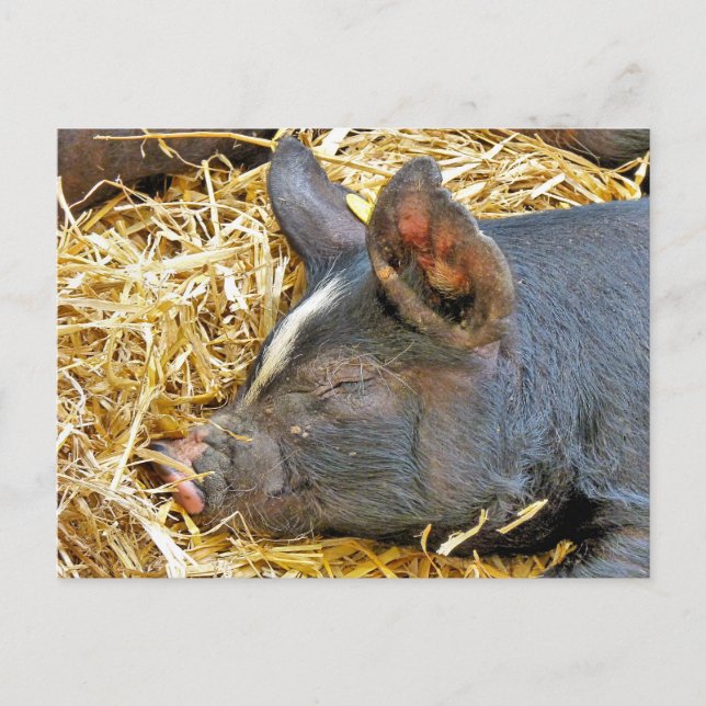 CUTE PIG POSTCARD (Front)