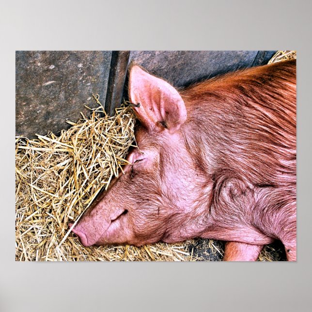 CUTE PIG POSTER (Front)