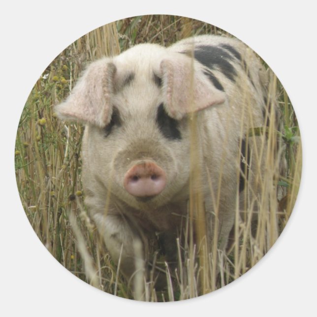 Cute Pig Sticker (Front)