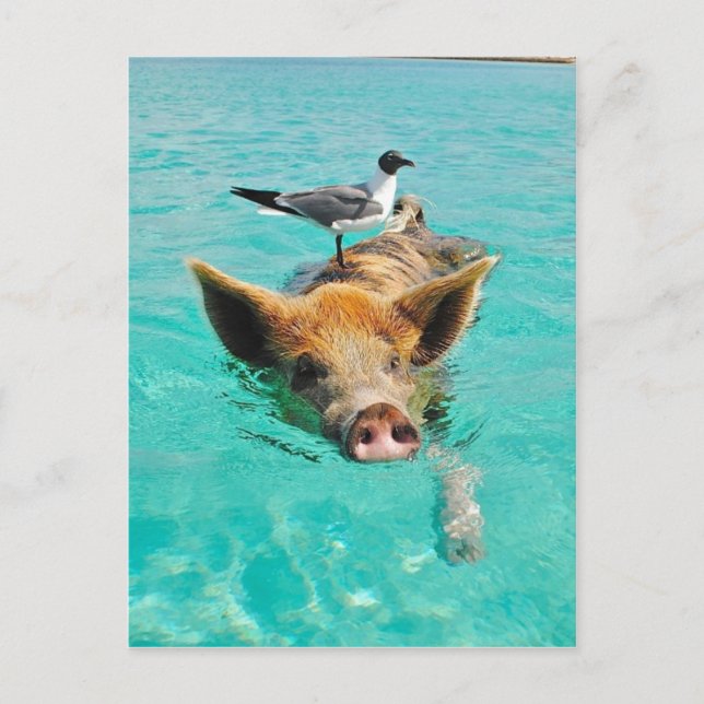 Cute pig swimming in water postcard (Front)