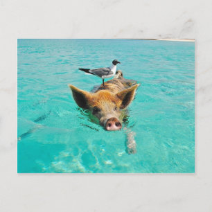 Cute pig swimming in water postcard