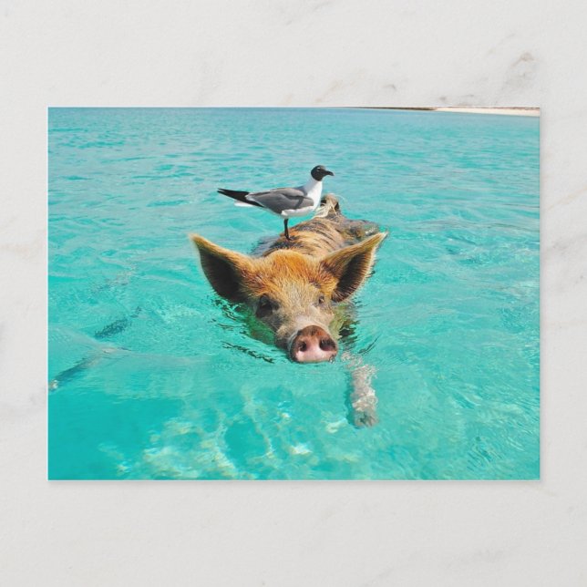 Cute pig swimming in water postcard (Front)